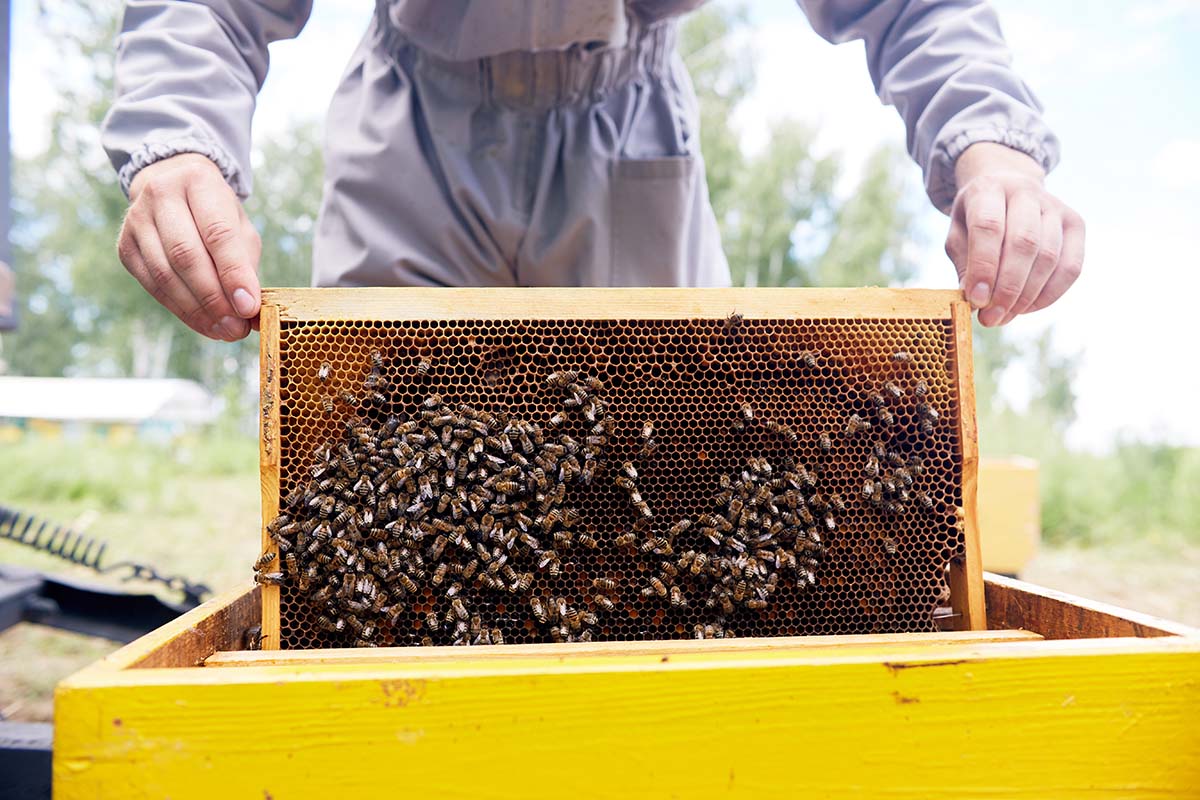 apiarist-taking-out-hive-frames-2021-04-02-23-21-22-utc.jpg