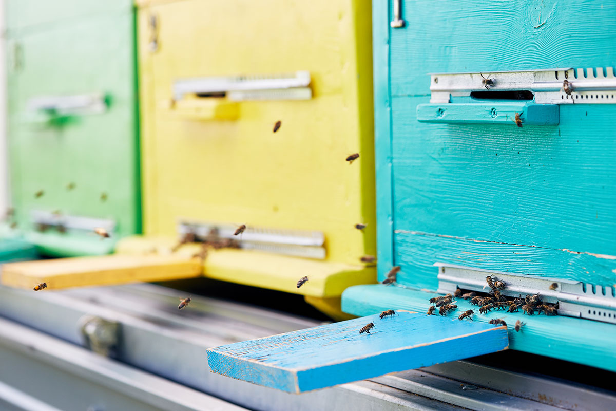 close-up-of-hive-boxes-in-apiary-AT9W6QC.jpg